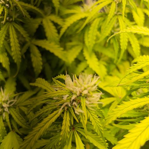 Gorilla Auto #1 growlog timeline photo