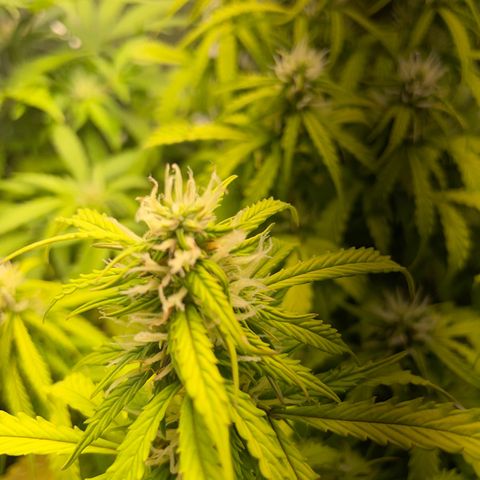 Gorilla Auto #1 growlog timeline photo