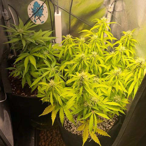 Gorilla Auto #1 growlog timeline photo