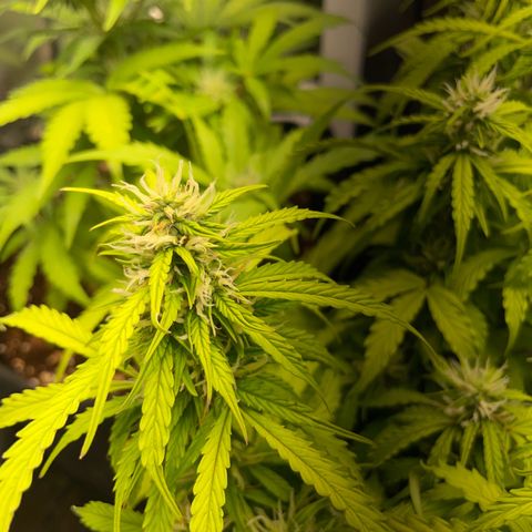 Gorilla Auto #1 growlog timeline photo