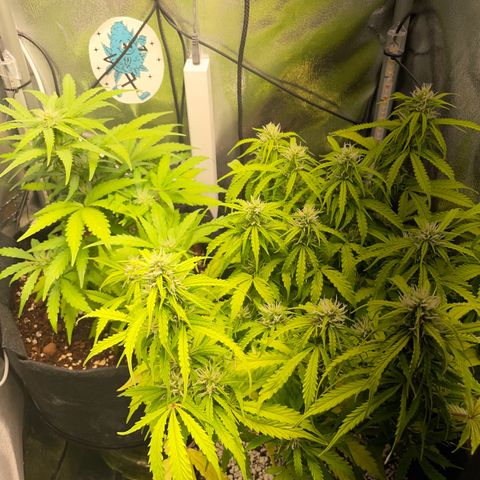 Gorilla Auto #1 growlog timeline photo