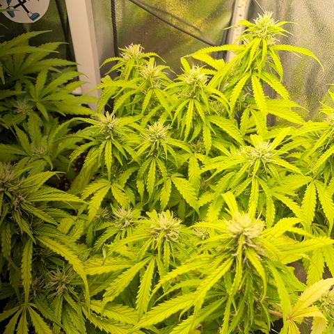 Gorilla Auto #1 growlog timeline photo