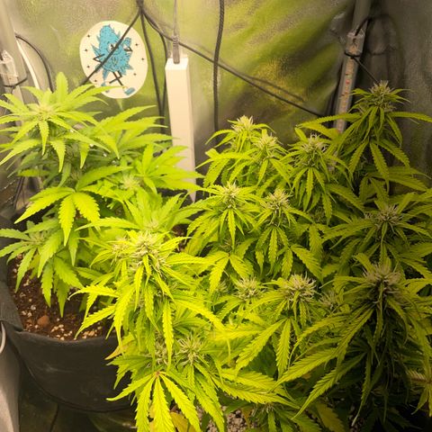 Gorilla Auto #1 growlog timeline photo