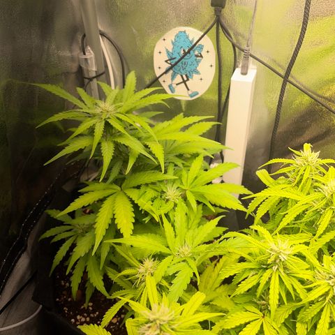Gorilla Auto #1 growlog timeline photo
