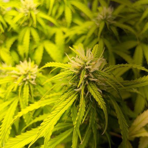 Gorilla Auto #1 growlog timeline photo