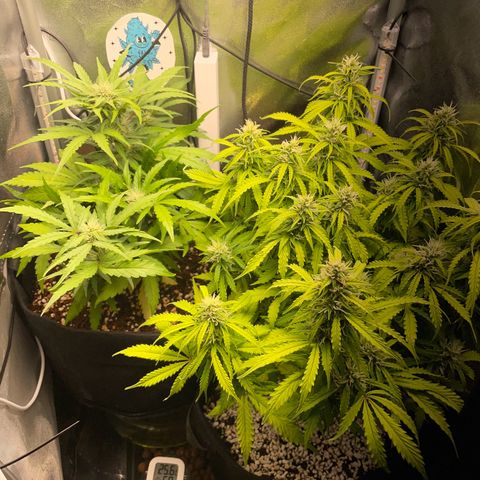 Gorilla Auto #1 growlog timeline photo