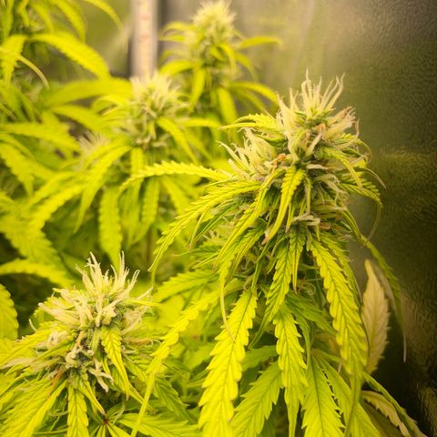 Gorilla Auto #1 growlog timeline photo