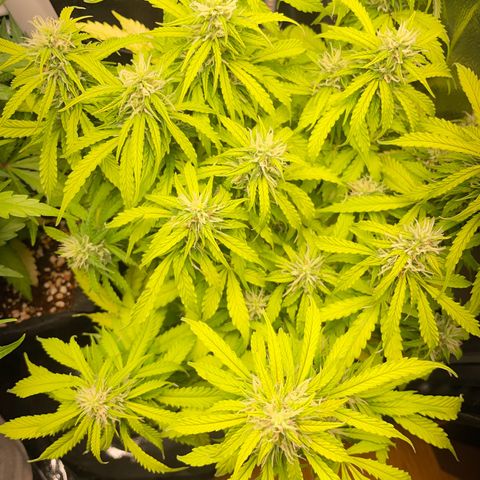 Gorilla Auto #1 growlog timeline photo