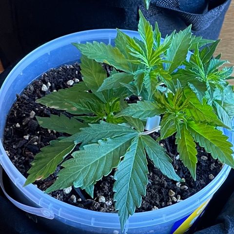 Gorilla Auto #1 growlog timeline photo