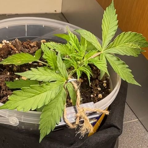 Gorilla Auto #1 growlog timeline photo