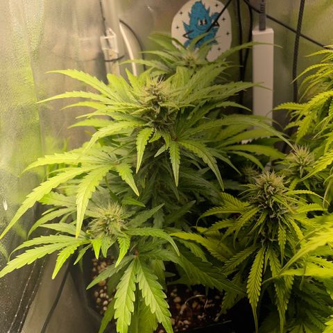 Watermelon Auto #2 growlog timeline photo