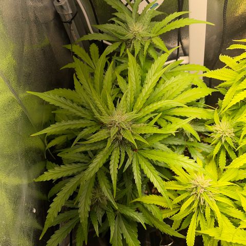 Watermelon Auto #2 growlog timeline photo