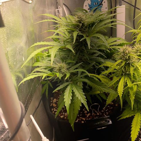 Watermelon Auto #2 growlog timeline photo