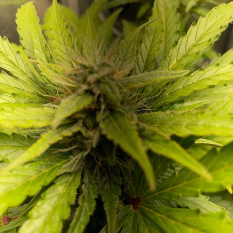 Watermelon Auto #2 growlog timeline photo