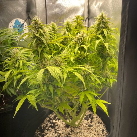 Gorilla Auto #1 growlog timeline photo