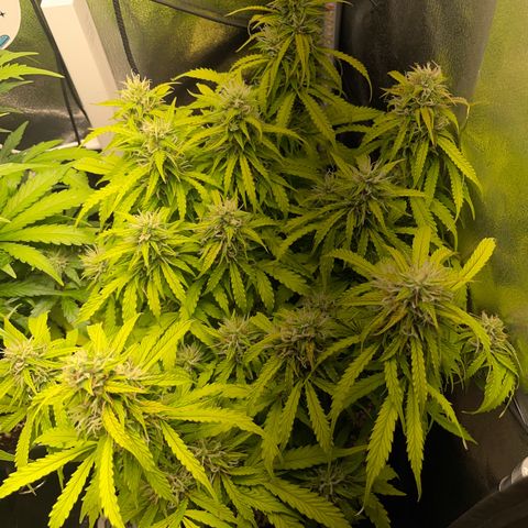 Gorilla Auto #1 growlog timeline photo