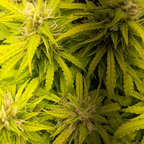 Gorilla Auto #1 growlog timeline photo