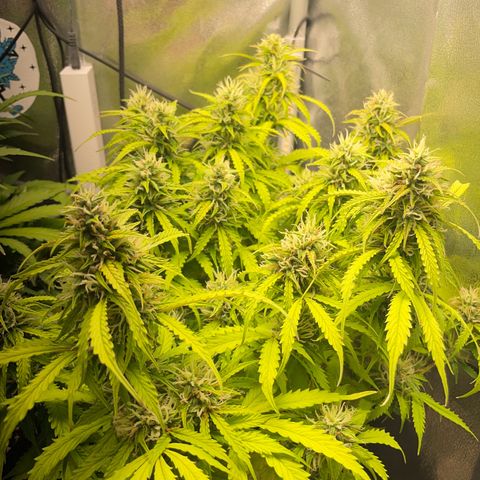Gorilla Auto #1 growlog timeline photo