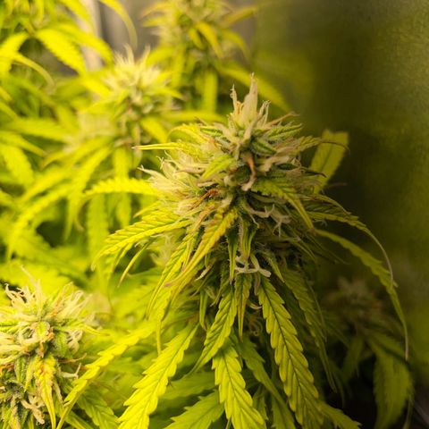 Gorilla Auto #1 growlog timeline photo