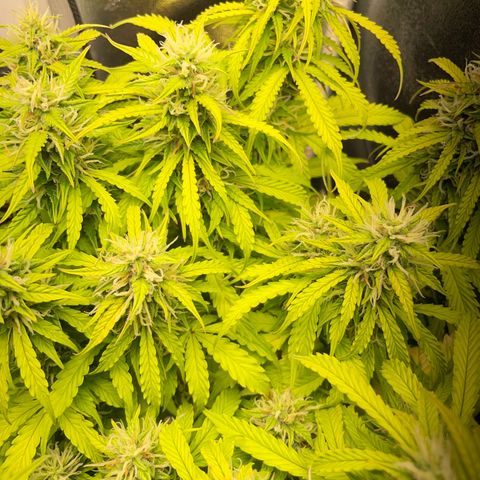 Gorilla Auto #1 growlog timeline photo