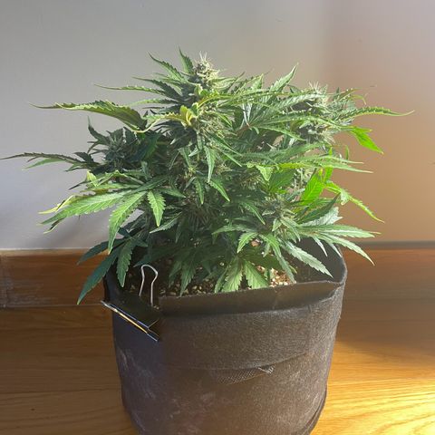 Watermelon Auto #2 growlog timeline photo