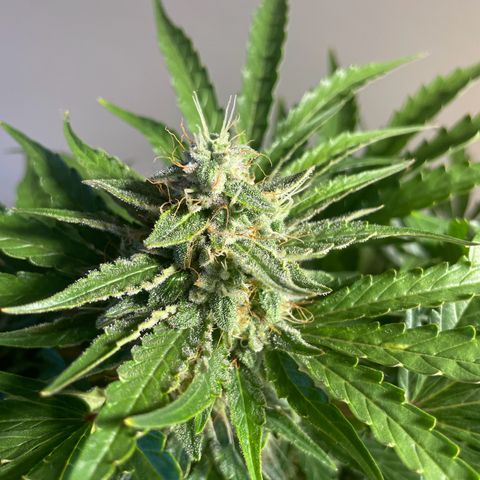 Watermelon Auto #2 growlog timeline photo