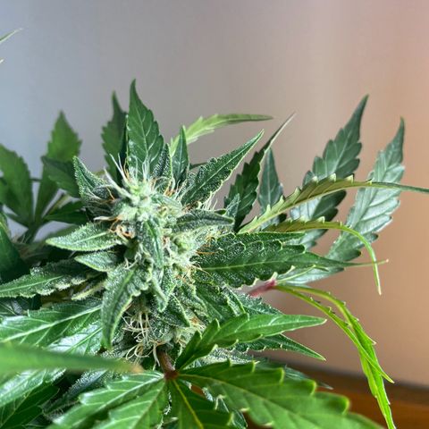 Watermelon Auto #2 growlog timeline photo