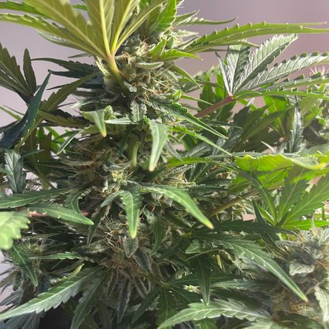 Watermelon Auto #2 growlog timeline photo