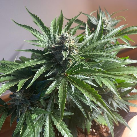 Watermelon Auto #2 growlog timeline photo