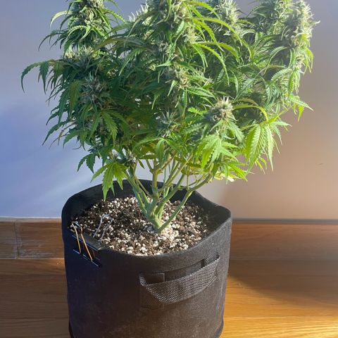 Gorilla Auto #1 growlog timeline photo