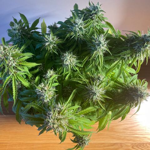 Gorilla Auto #1 growlog timeline photo