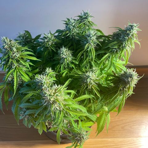 Gorilla Auto #1 growlog timeline photo