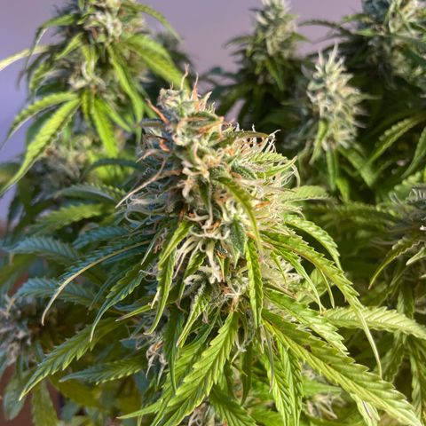 Gorilla Auto #1 growlog timeline photo