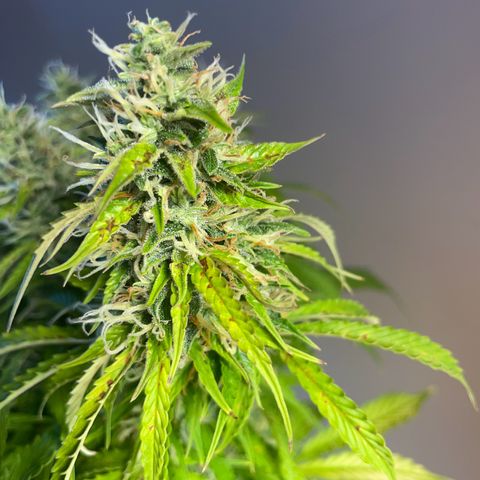 Gorilla Auto #1 growlog timeline photo