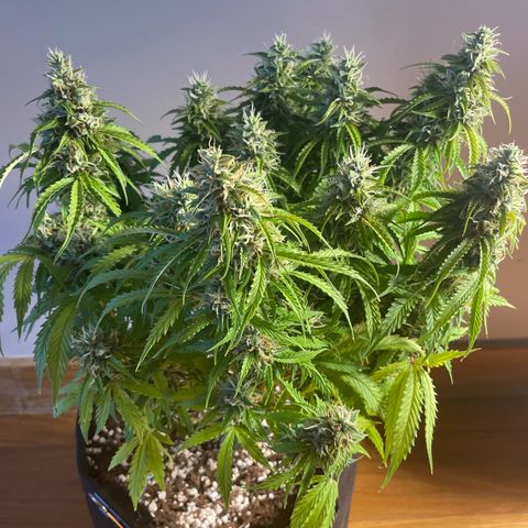 Gorilla Auto #1 growlog timeline photo