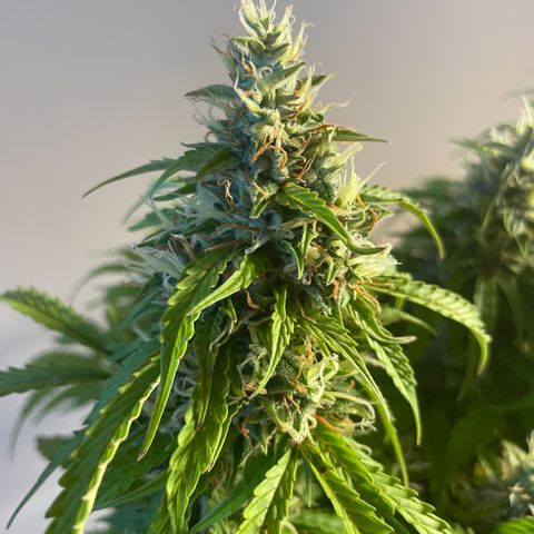 Gorilla Auto #1 growlog timeline photo