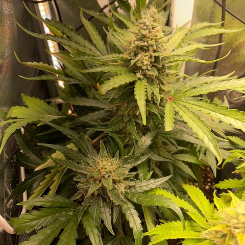 Watermelon Auto #2 growlog timeline photo