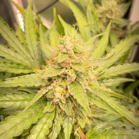 Watermelon Auto #2 growlog timeline photo