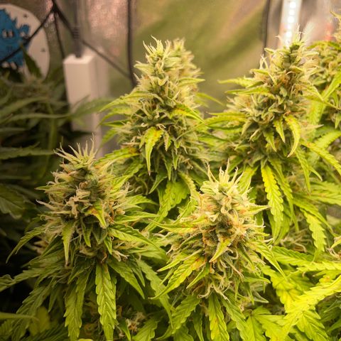 Gorilla Auto #1 growlog timeline photo