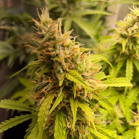 Gorilla Auto #1 growlog timeline photo
