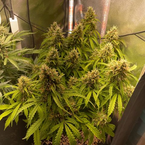 Gorilla Auto #1 growlog timeline photo