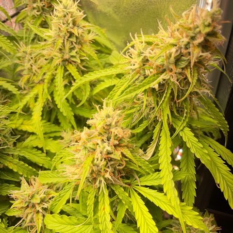 Gorilla Auto #1 growlog timeline photo