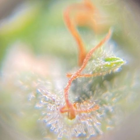 Watermelon Auto #2 growlog timeline photo