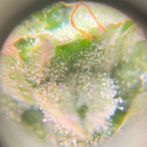 Watermelon Auto #2 growlog timeline photo