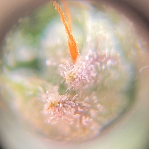 Watermelon Auto #2 growlog timeline photo