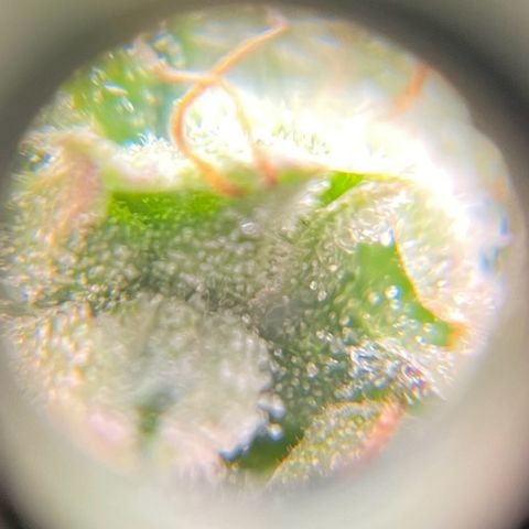 Gorilla Auto #1 growlog timeline photo