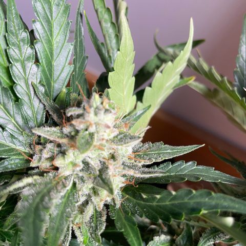 Watermelon Auto #2 growlog timeline photo