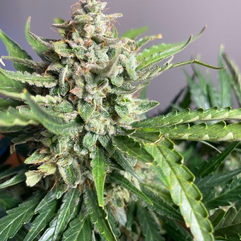 Watermelon Auto #2 growlog timeline photo