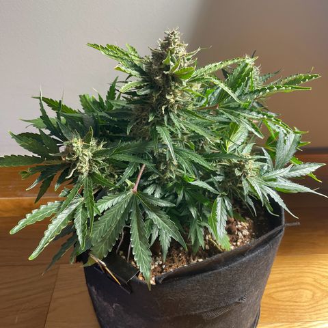 Watermelon Auto #2 growlog timeline photo