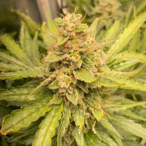 Watermelon Auto #2 growlog timeline photo